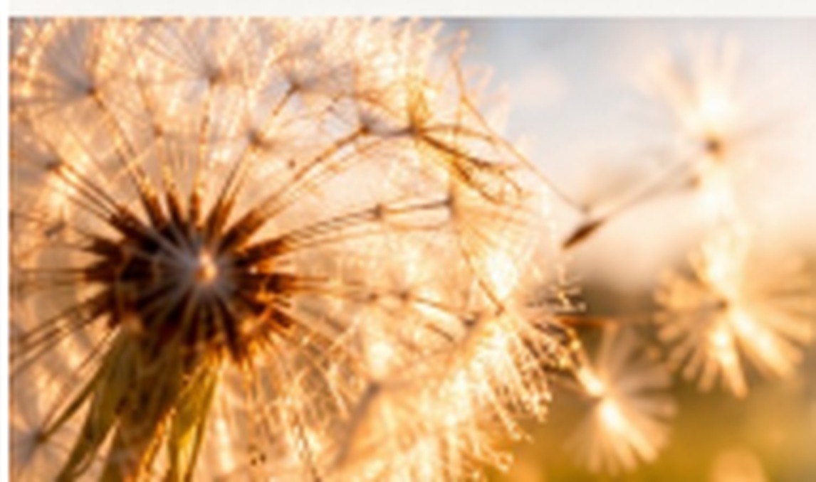 Pusteblumenmotiv aus der Designvorlage